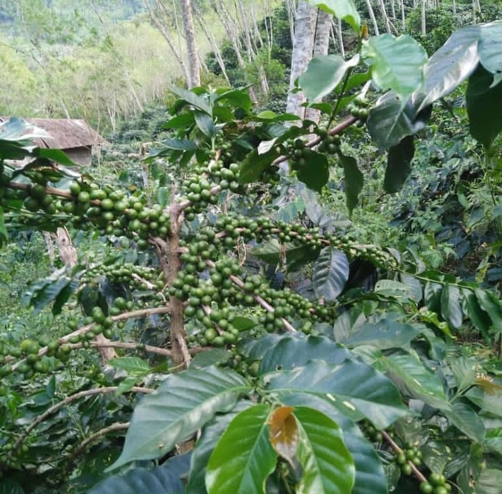 Save Kopi Gayo
